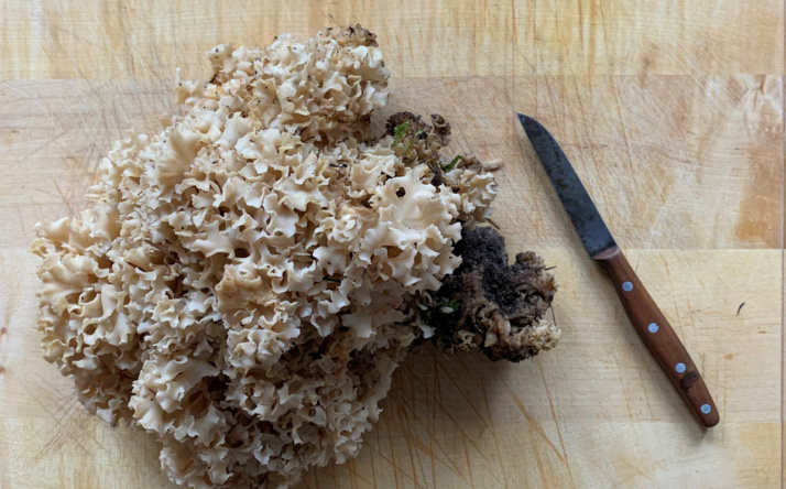 In der Sperrzone II gilt wegen der ASP aber nach wie vor das Wegegebot