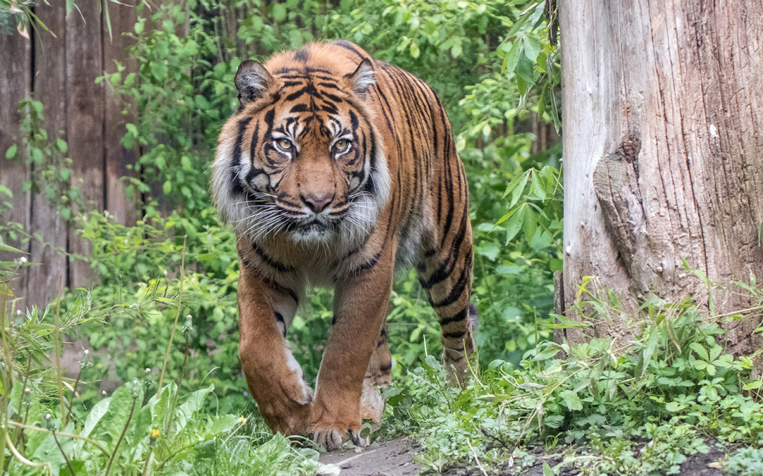 Sumatratiger Tebo gestorben