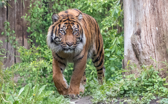 Sumatratiger Tebo gestorben