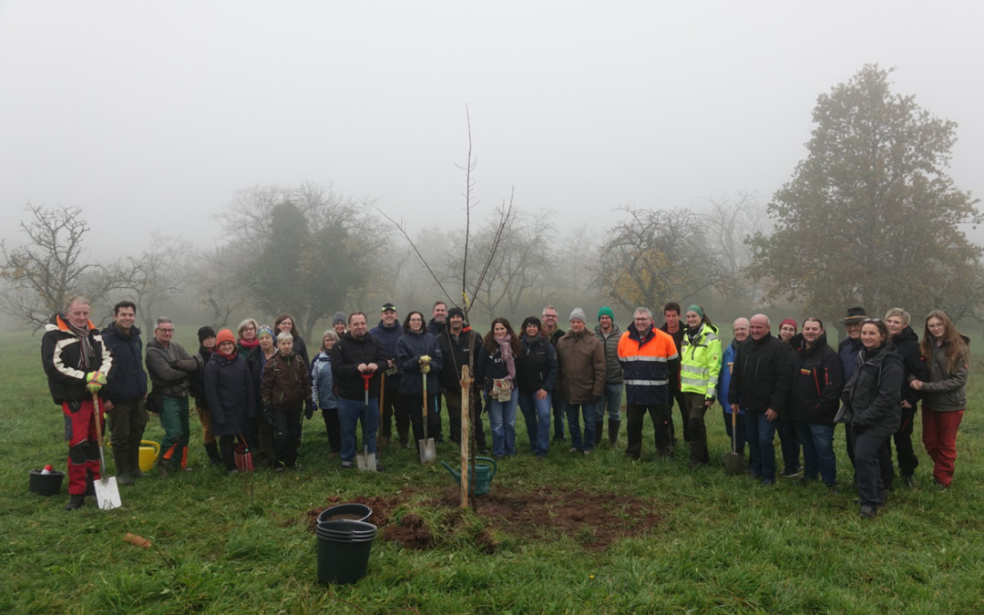 Neue Bäume für die „Kirschbaumanlage“ auf dem Steinsberg