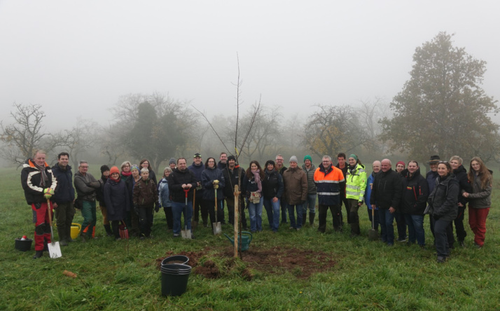 Neue Bäume für die „Kirschbaumanlage“ auf dem Steinsberg