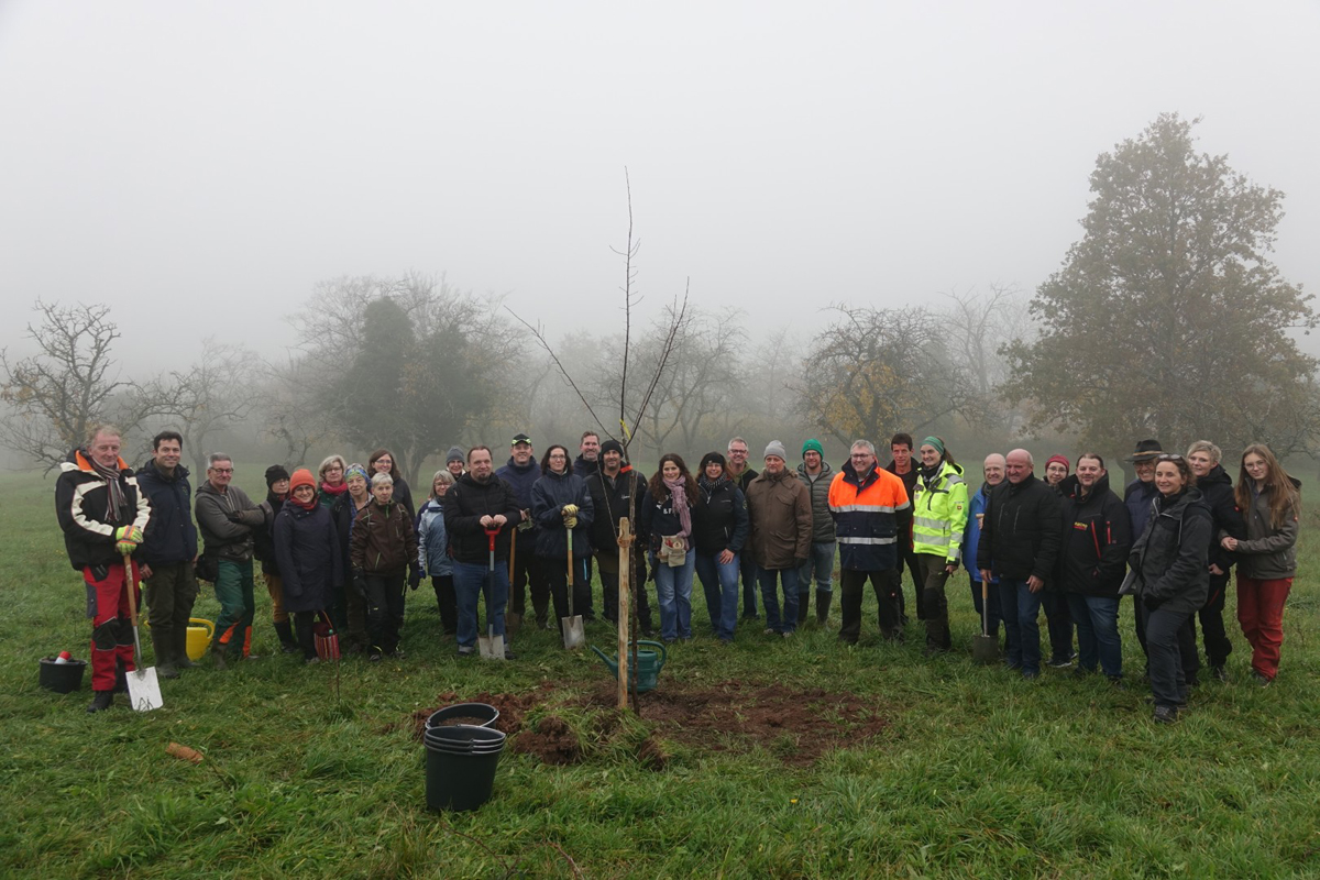 DSC02694 (Groß) Kirschbaumanlage