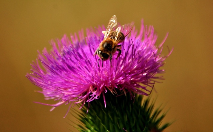 Welche Dosierung von Silymarin ist sinnvoll?