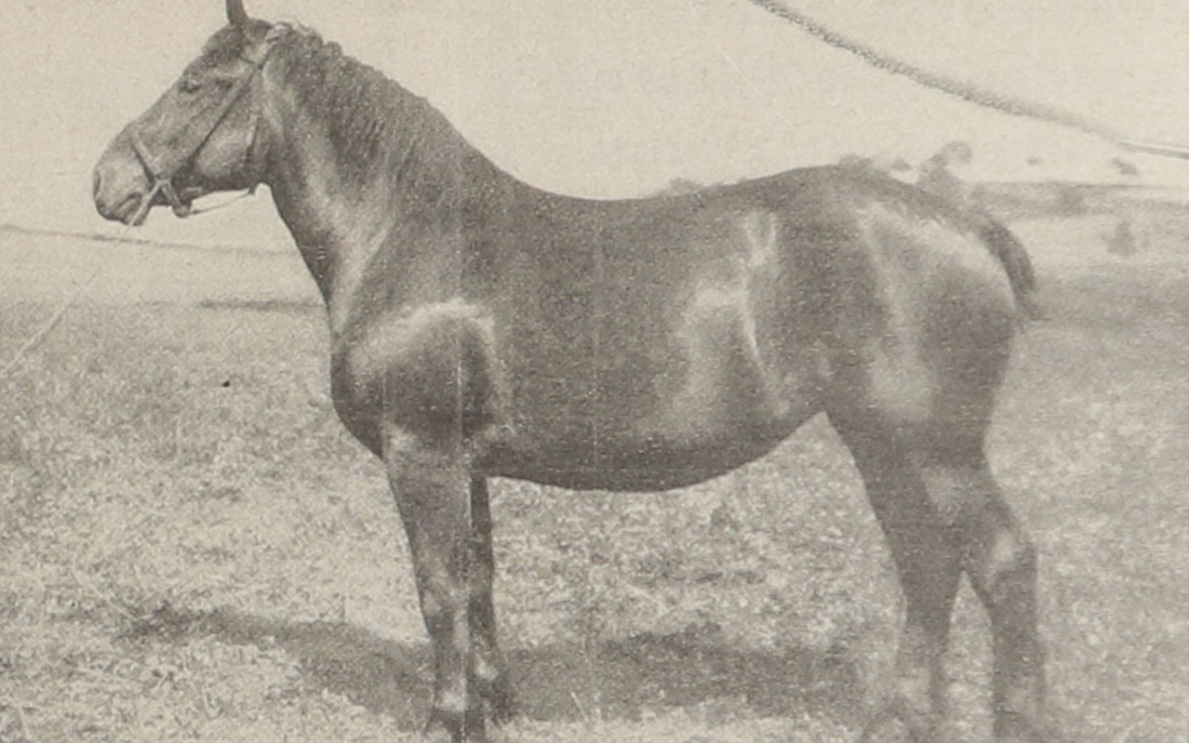 Das Unterbadische Kaltblut – Mehr als ein Ackergaul