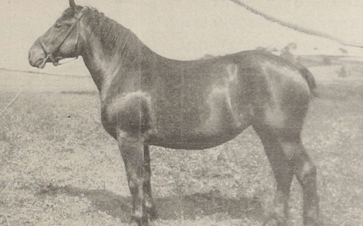 Das Unterbadische Kaltblut – Mehr als ein Ackergaul