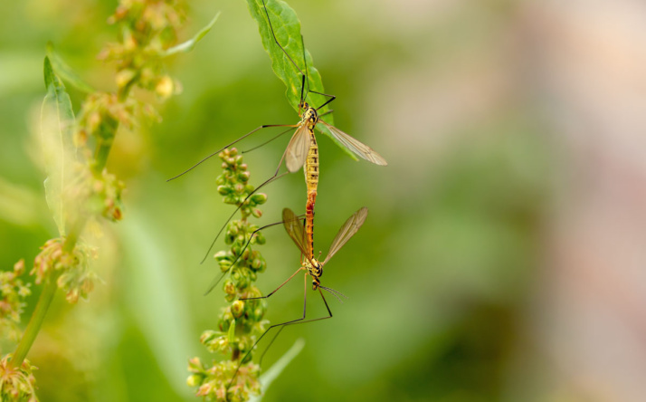 Warum sind Insekten für unseren Garten so wichtig?