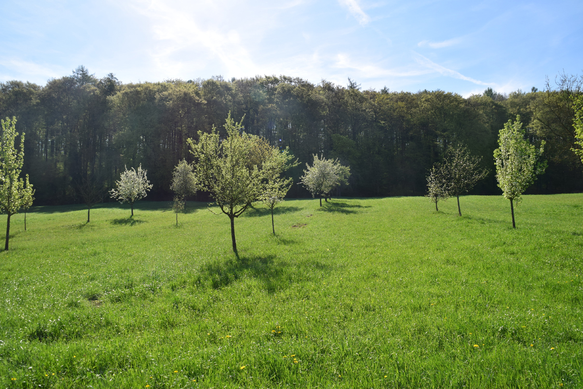 Streuobstwiese Hoffenheim – 13.05.2026 – JUDITH.PETERMANN – 364.07 Biotopverbundplanung